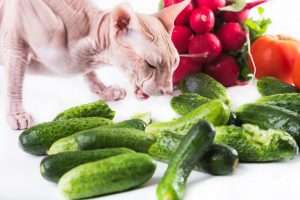 Can cats eat cucumber