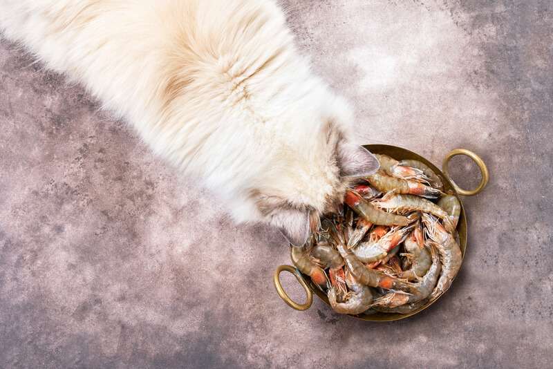 Can cats eat shrimp