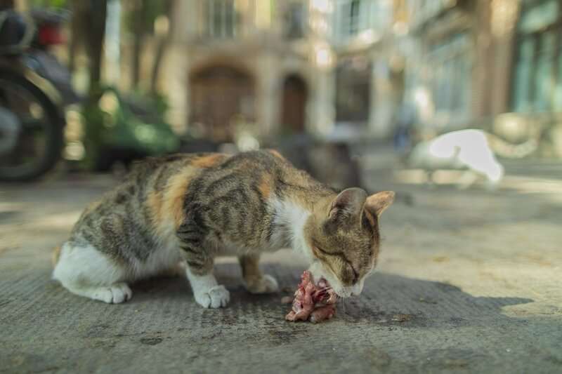 Can cats eat pork