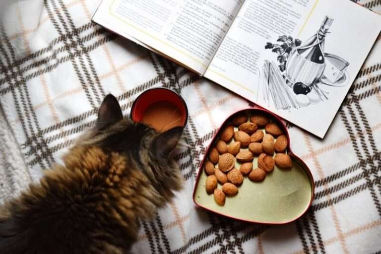 Can cats eat almonds