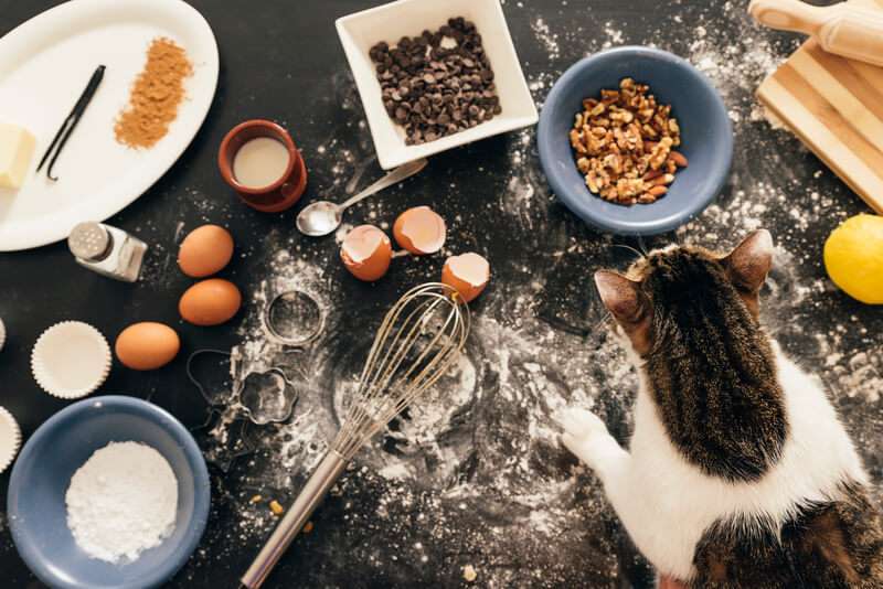 best gluten-free cat food