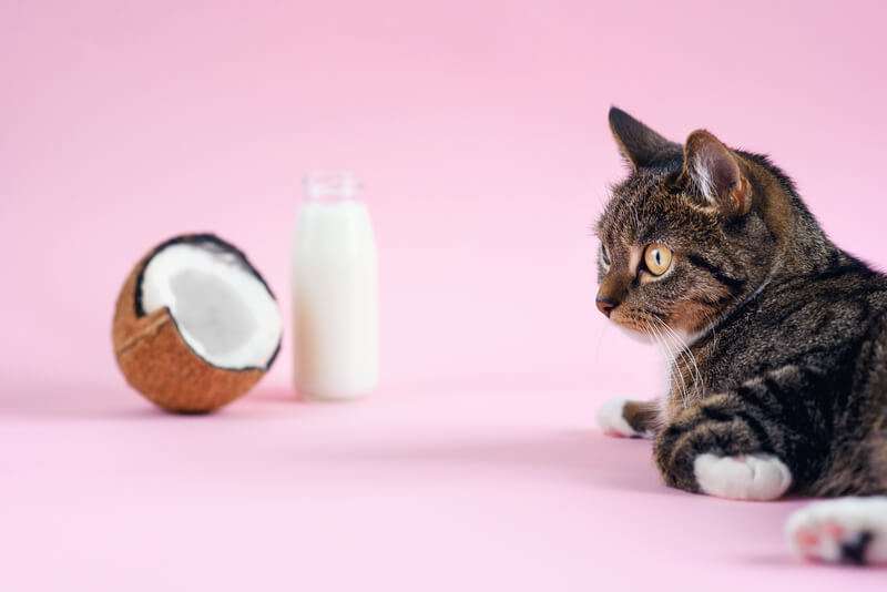 can cats eat coconut