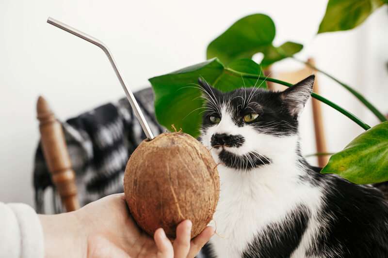 can cats eat coconut