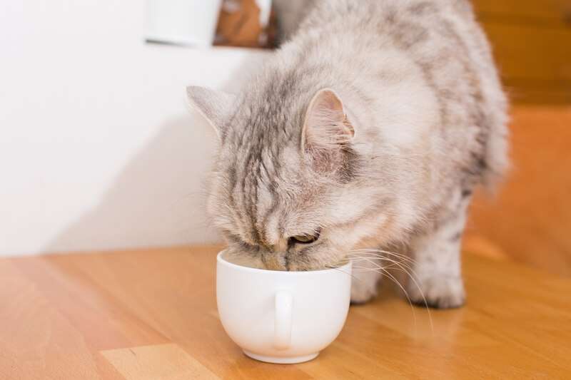 can cats have oat milk