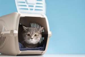 best cat carrier for cross country trip