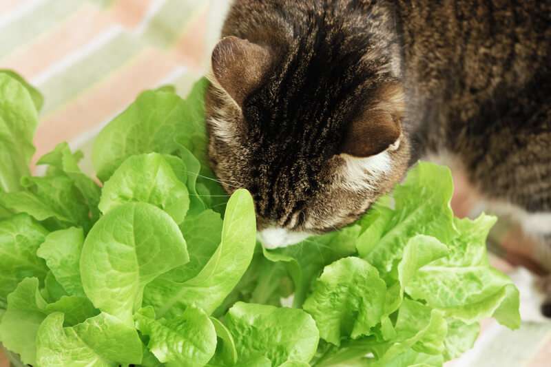 can cats have lettuce