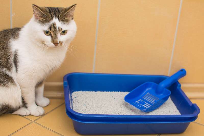 cat litter disposal system
