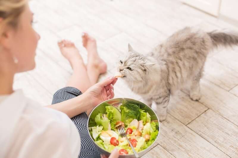 can cats have lettuce